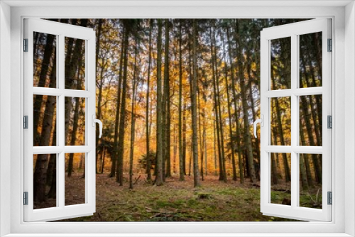 Fototapeta Naklejka Na Ścianę Okno 3D - Herbststimmung im Wald