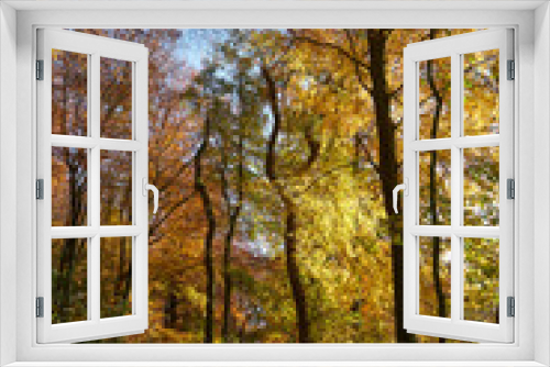 Fototapeta Naklejka Na Ścianę Okno 3D - Wald goldener Herbst