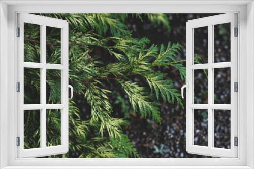 Fototapeta Naklejka Na Ścianę Okno 3D - Closeup of bright green thuja branches with focused and blurred parts on dark ground background. Abstract christmas wallpaper with coniferous tree needles and place for text