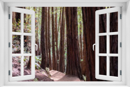 Fototapeta Naklejka Na Ścianę Okno 3D - Hiking trail through the redwood forests of Muir Woods National Monument, Marin County, north San Francisco bay area, California