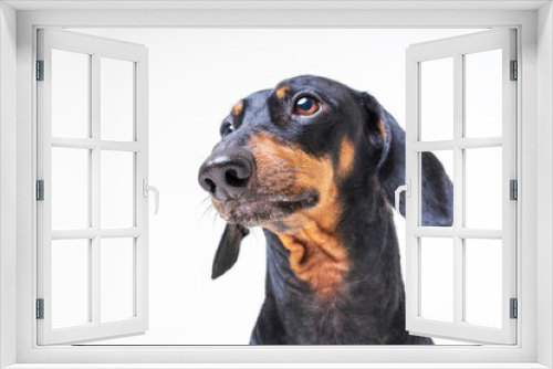 Fototapeta Naklejka Na Ścianę Okno 3D - Close up portrait of a dog dachshund on a gray background