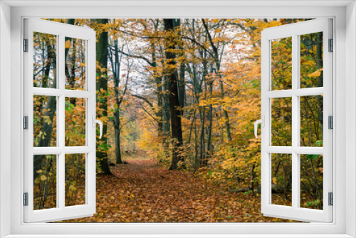 Fototapeta Naklejka Na Ścianę Okno 3D - Pathway In A Autumn Forest