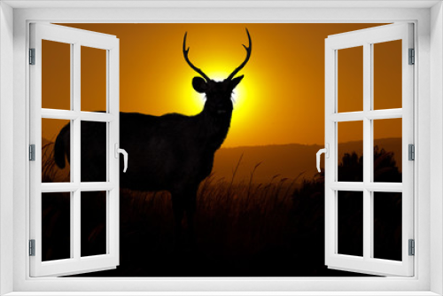 Fototapeta Naklejka Na Ścianę Okno 3D - Silhouette Deer stands on the hill at dusk.