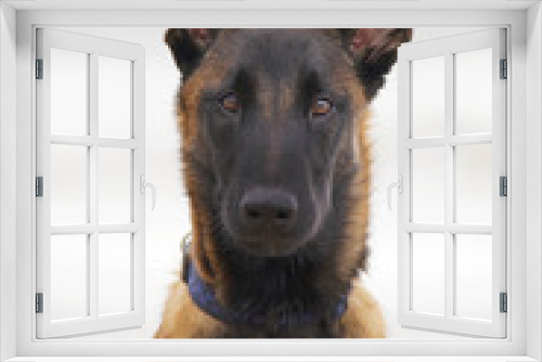 Fototapeta Naklejka Na Ścianę Okno 3D - The portrait of a funny Belgian Shepherd Malinois puppy with a collar posing outdoors at the seaside in windy weather
