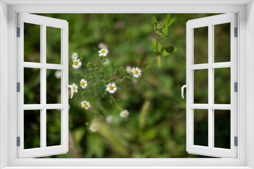 Fototapeta Naklejka Na Ścianę Okno 3D - daisies 