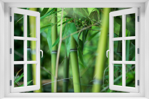 Fototapeta Naklejka Na Ścianę Okno 3D - green bamboo texture, beautiful green leaves and stems