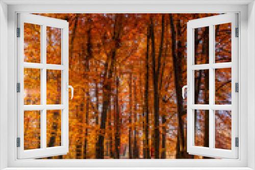 Fototapeta Naklejka Na Ścianę Okno 3D - Bunter Herbstwald mit Morgensonne
