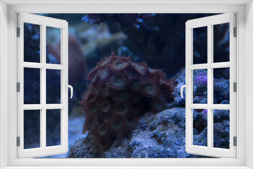 Fototapeta Naklejka Na Ścianę Okno 3D - saltwater fish  aquarium coral