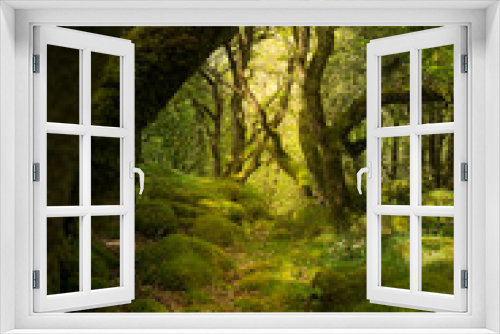 Fototapeta Naklejka Na Ścianę Okno 3D - The Ancient Woods Of Tŷ Canol National Nature Reserve 
