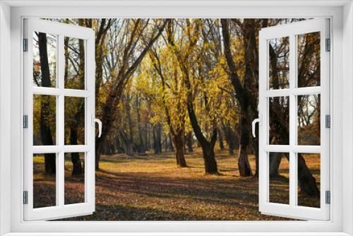 Fototapeta Naklejka Na Ścianę Okno 3D - beautiful trees in the autumn forest,bright sunlight at day