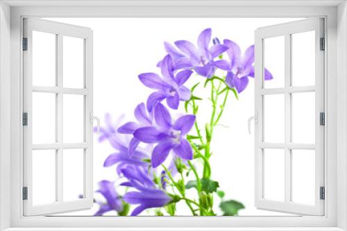 Fototapeta Naklejka Na Ścianę Okno 3D - campanula flowers isolated