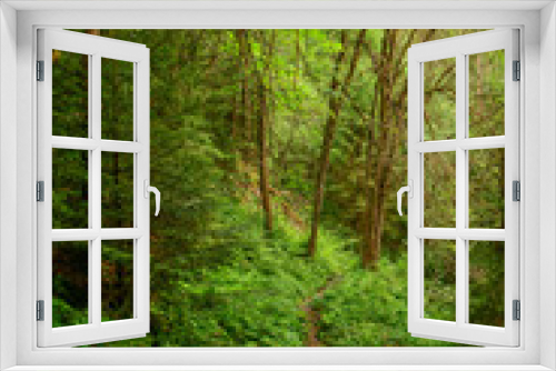 Fototapeta Naklejka Na Ścianę Okno 3D - Pfad im Wald