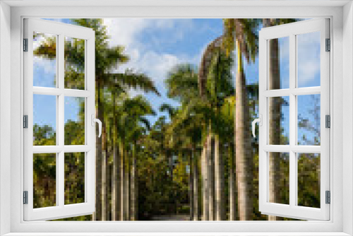 Fototapeta Naklejka Na Ścianę Okno 3D - palm trees