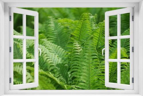 Fototapeta Naklejka Na Ścianę Okno 3D - Scenic background for the design of fern thickets.