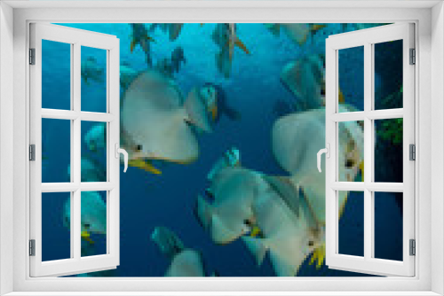 Fototapeta Naklejka Na Ścianę Okno 3D - School of Platax orbicularis, Orbicular Batfish