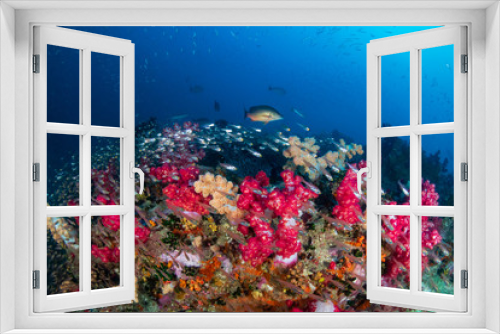 Fototapeta Naklejka Na Ścianę Okno 3D - Schools of Tropical Fish on a colorful, healthy coral reef