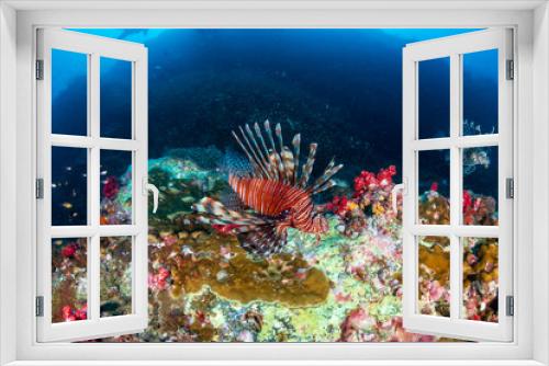 Fototapeta Naklejka Na Ścianę Okno 3D - Lionfish hunting at dawn on a tropical coral reef