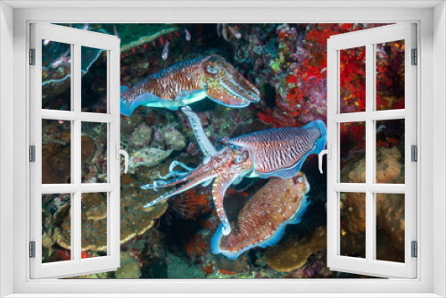 Fototapeta Naklejka Na Ścianę Okno 3D - Cuttlefish mating ritual on a tropical coral reef (Richelieu Rock, Thailand)