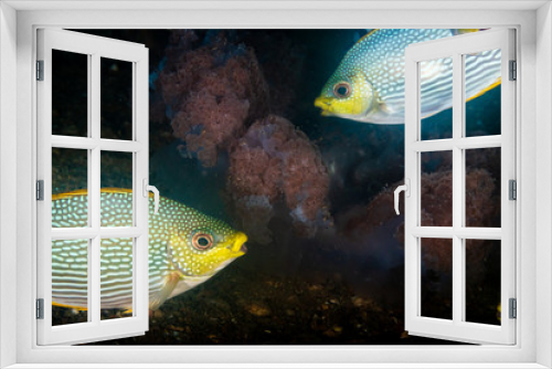 Fototapeta Naklejka Na Ścianę Okno 3D - Tropical fish eating a jellyfish on a dark underwater coral reef at dawn