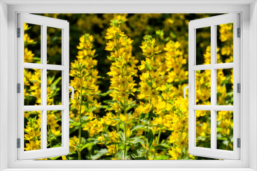 Fototapeta Naklejka Na Ścianę Okno 3D - Yellow flowers of a spotted loosestrife (Lysimachia punctata)