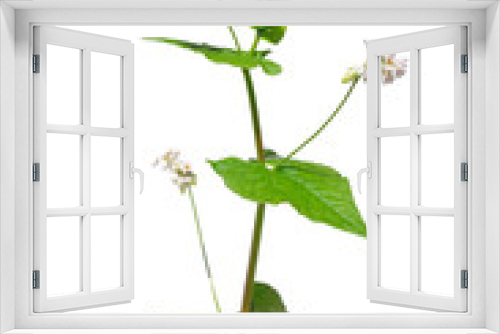 Fototapeta Naklejka Na Ścianę Okno 3D - Buchweizen (Fagopyrum esculentum)