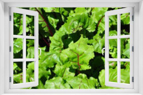 Fototapeta Naklejka Na Ścianę Okno 3D - Rote Bete-Pflanzen