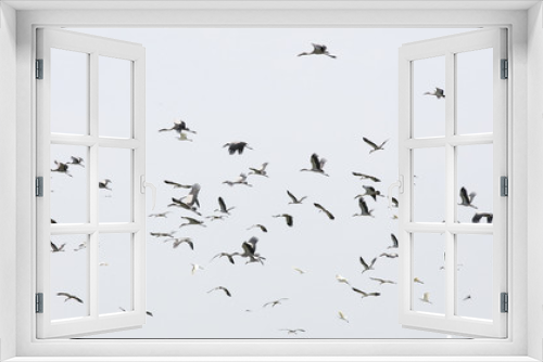 Fototapeta Naklejka Na Ścianę Okno 3D - Crowd of bird flying over sky