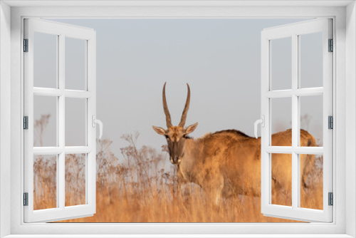 Fototapeta Naklejka Na Ścianę Okno 3D - Eland in grassland
