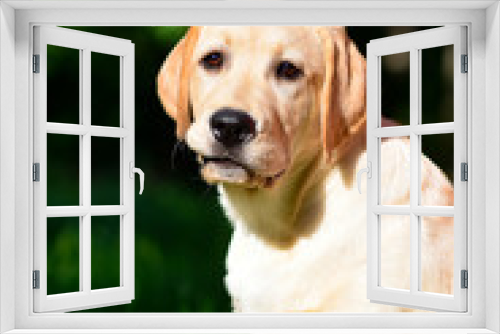 Fototapeta Naklejka Na Ścianę Okno 3D - labrador retriever puppy yellow 