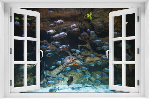 Fototapeta Naklejka Na Ścianę Okno 3D - A large flock of piranhas, in a beautiful aquarium
