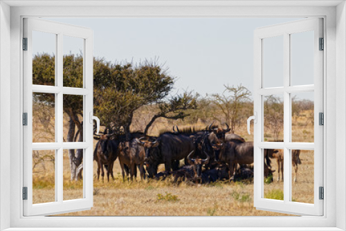 Fototapeta Naklejka Na Ścianę Okno 3D - Wildebeest at rest