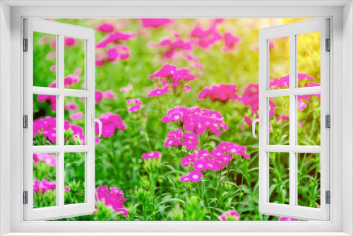 Fototapeta Naklejka Na Ścianę Okno 3D - Soft Focus Asters blossom in a garden with morning sunlight.