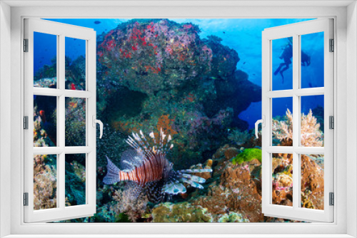 Fototapeta Naklejka Na Ścianę Okno 3D - Lionfish on a tropical coral reef on the Similan Islands, Thailand