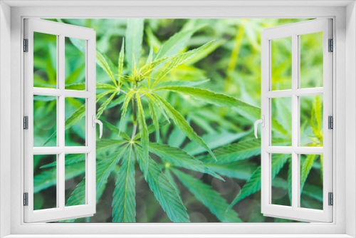 Fototapeta Naklejka Na Ścianę Okno 3D - Cannabis Green Leaf Background Marijuana, Prohibited Plants. Growing Marijuana In Medical Purpose. Drug Business Or Legalize Of Medical Marijuana Concept.