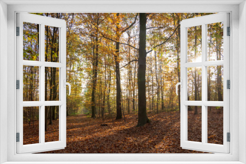 Fototapeta Naklejka Na Ścianę Okno 3D - Paysage d'automne, forêt de Meudon, Clamart, France