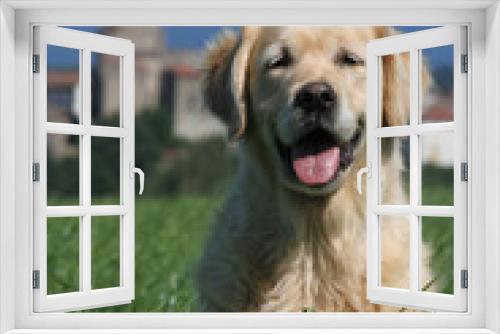 Fototapeta Naklejka Na Ścianę Okno 3D - golden retriever à la campagne