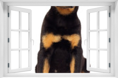 Fototapeta Naklejka Na Ścianę Okno 3D - rottweiler puppy sitting