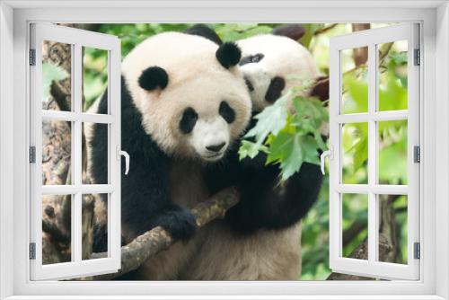 Fototapeta Naklejka Na Ścianę Okno 3D - two giant pandas playing in tree
