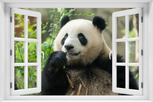 Fototapeta Naklejka Na Ścianę Okno 3D - Giant panda eating bamboo