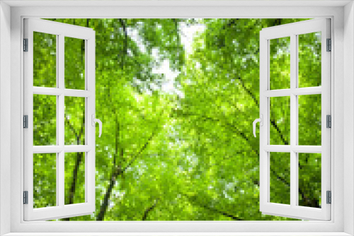 Fototapeta Naklejka Na Ścianę Okno 3D - Tree canopy