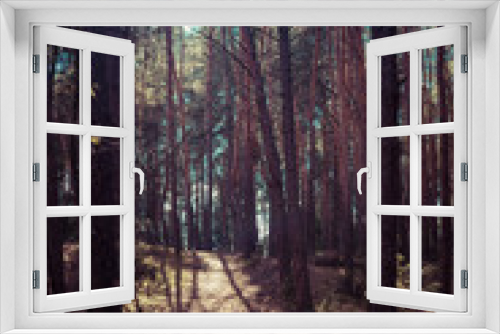 Fototapeta Naklejka Na Ścianę Okno 3D - forest with pine trees