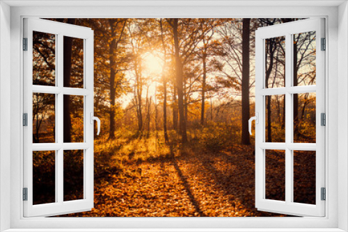 Fototapeta Naklejka Na Ścianę Okno 3D - Sunlight in the forest, autumn time, United Kingdom