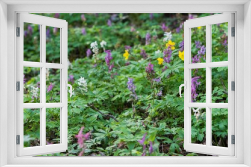 Fototapeta Naklejka Na Ścianę Okno 3D - Colorful spring flowers