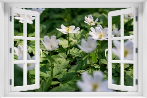 Fototapeta Naklejka Na Ścianę Okno 3D - White spring flowers