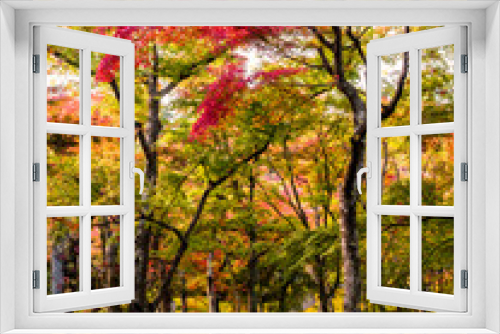 Fototapeta Naklejka Na Ścianę Okno 3D - Beautiful autumn scene at Toyko, Japan