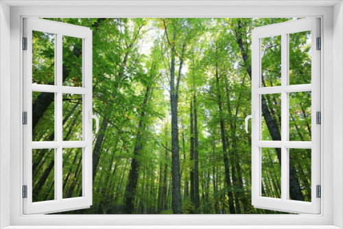 Fototapeta Naklejka Na Ścianę Okno 3D - Bosque de castaños