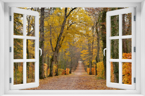 Fototapeta Naklejka Na Ścianę Okno 3D - Path in the forest in autumn
