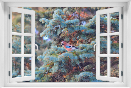 Fototapeta Naklejka Na Ścianę Okno 3D - jay