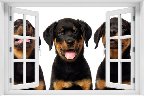 Fototapeta Naklejka Na Ścianę Okno 3D - rottweiler puppy portrait on a white background