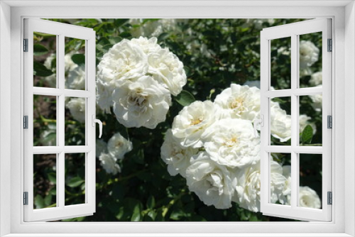 Fototapeta Naklejka Na Ścianę Okno 3D - Lots of pure white flowers of rose bush